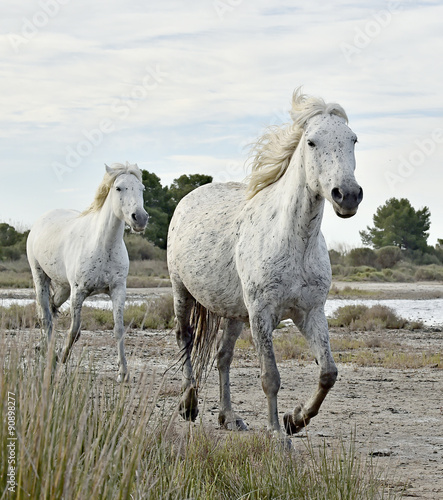 Fototapeta Naklejka Na Ścianę i Meble -  Portrait of the running White Camargue Horse