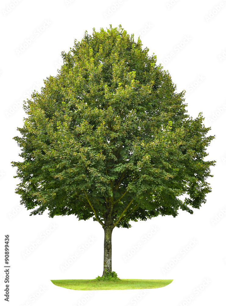 Fototapeta premium Green linden tree isolated on white background. Nature object