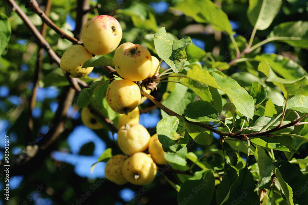apples on the tree apples on the tree