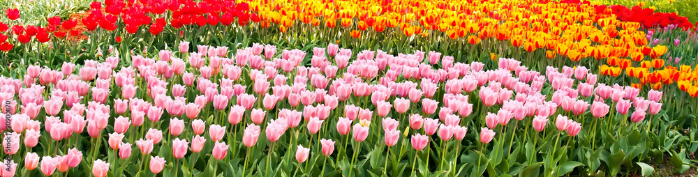 Beautiful spring flowers, tulips