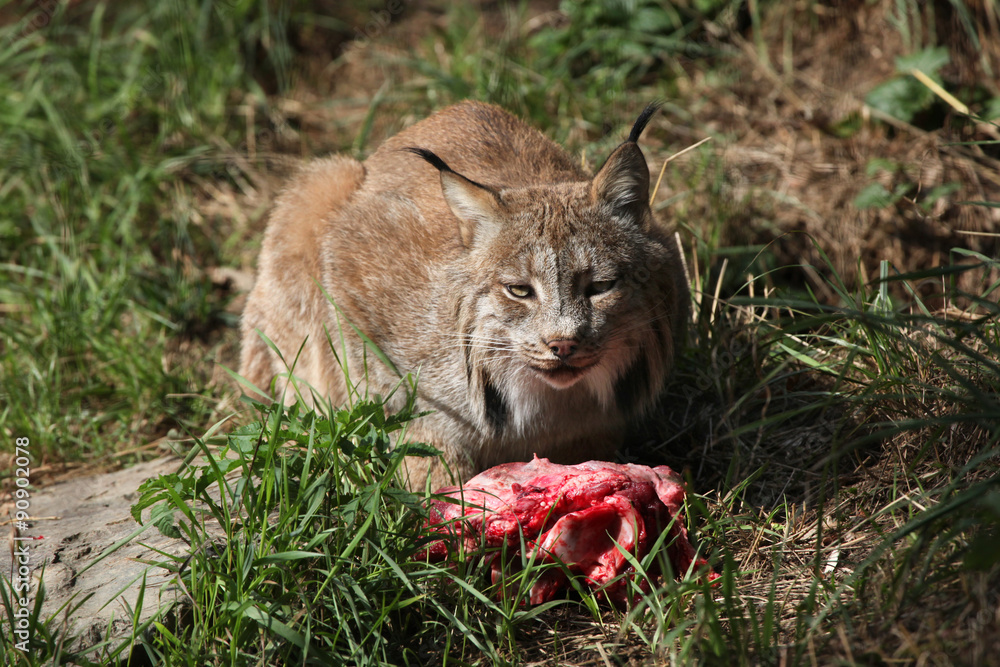 Fototapeta premium Canadian lynx (Lynx canadensis canadensis).