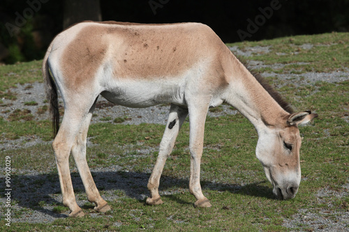 Turkmenian kulan  Equus hemionus kulan .