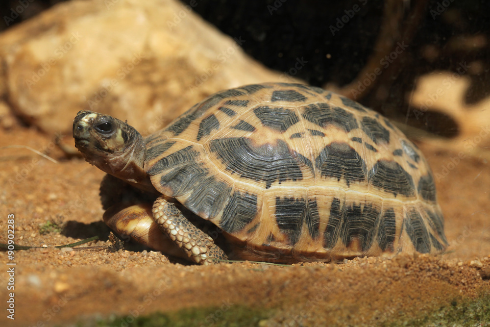 Common spider tortoise (Pyxis arachnoides arachnoides). Common spider tortoise (Pyxis arachnoides arachnoides).