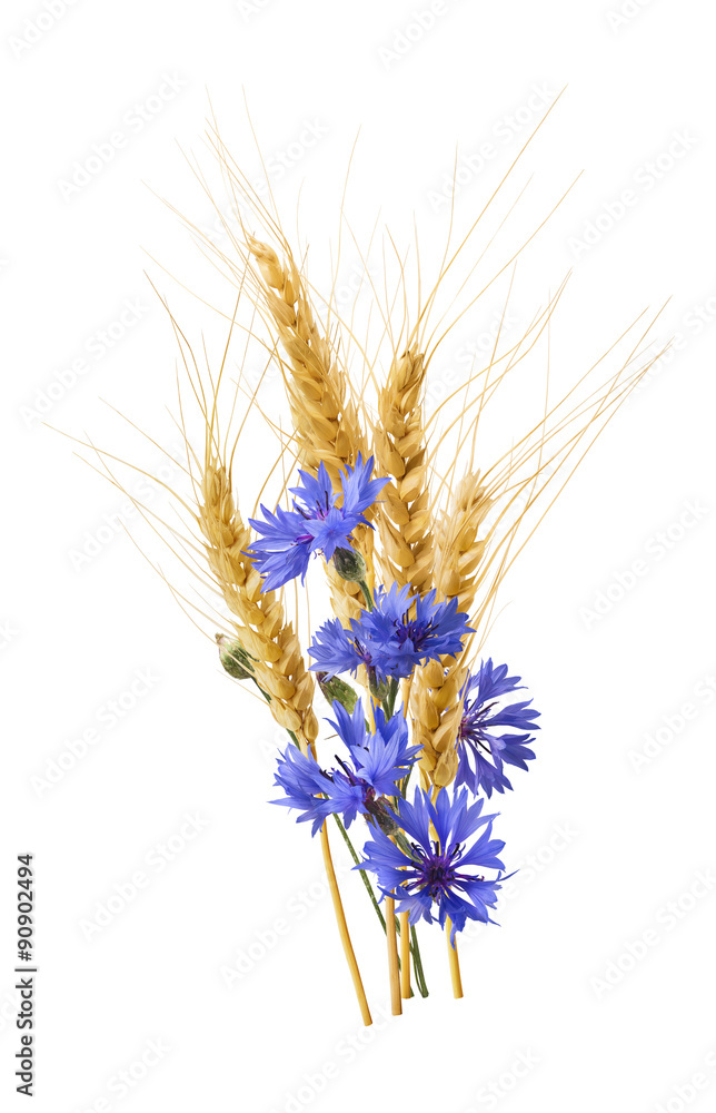 Foto Wheat blue cornflower vertical isolated on white background