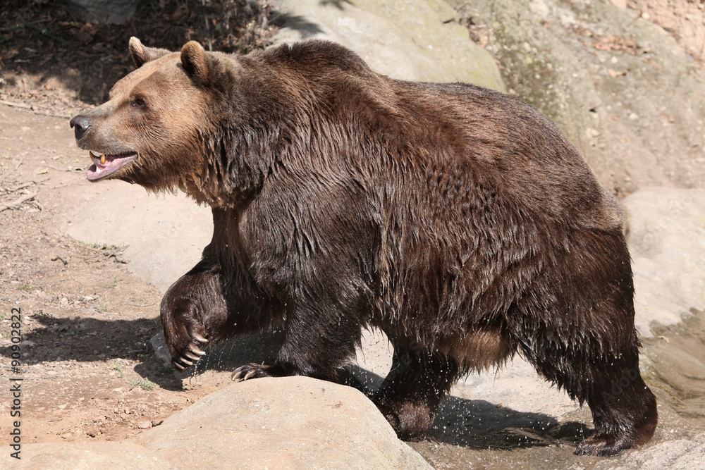 Fototapeta premium Brown bear (Ursus arctos).