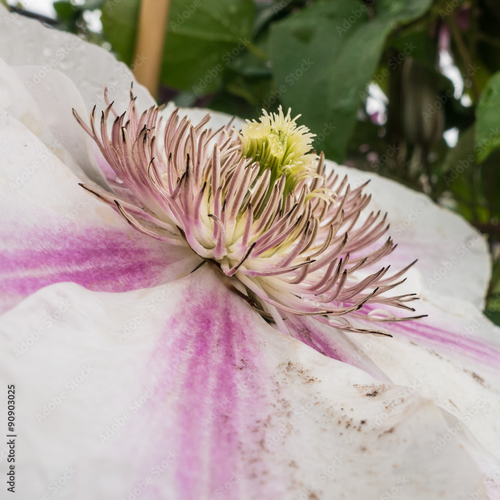 Obraz premium Clematis Crown