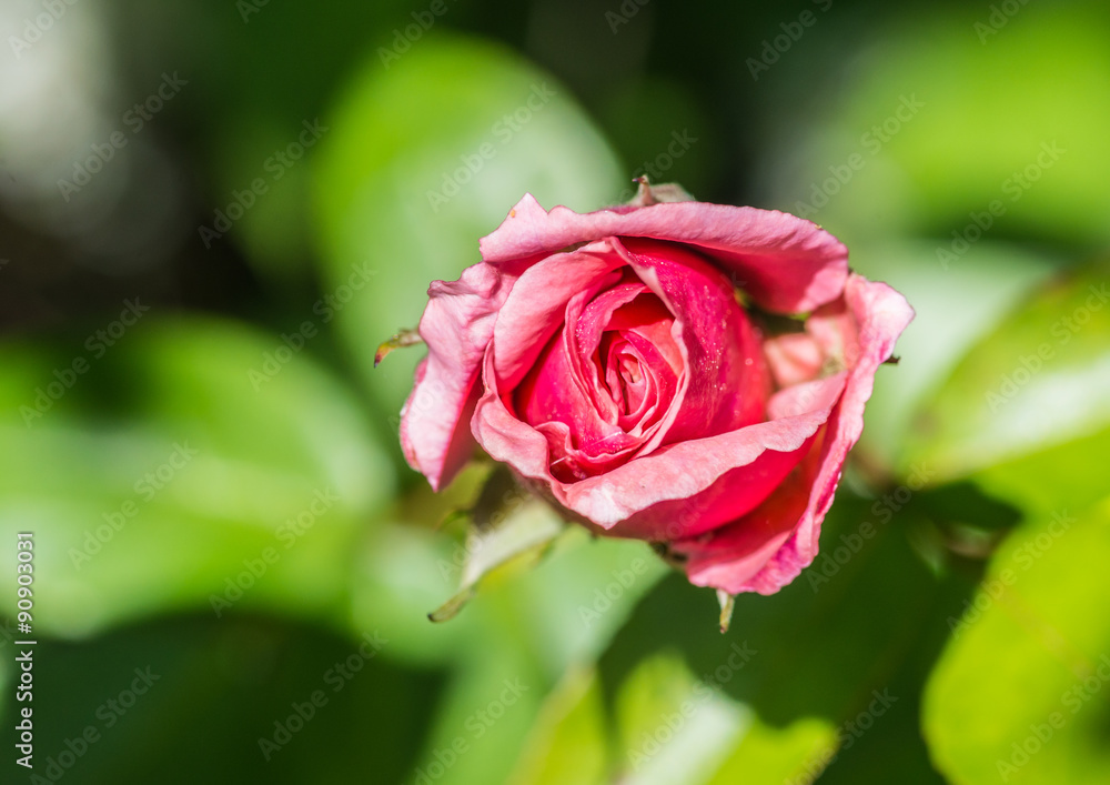 Small Pink Small Pink