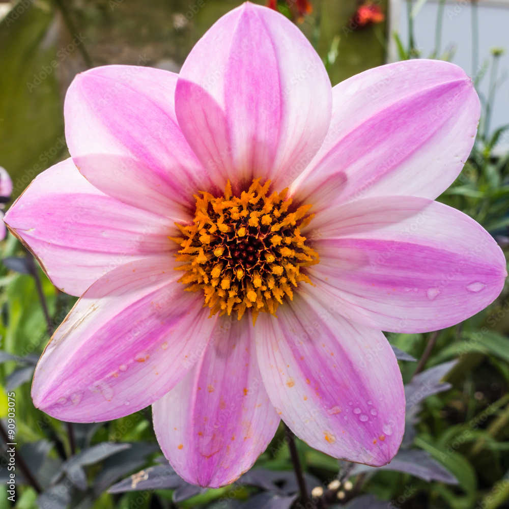 Pink Beauty Pink Beauty