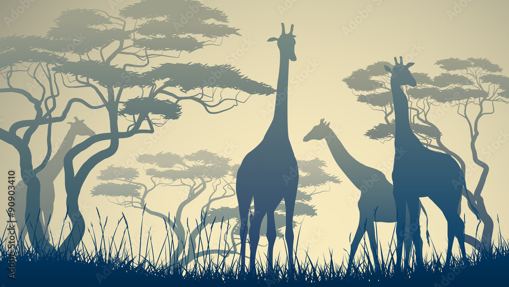 Fototapeta premium Poziome ilustracja dzikich żyraf w afrykańskiej sawannie.