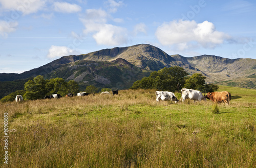 Lake District Cows