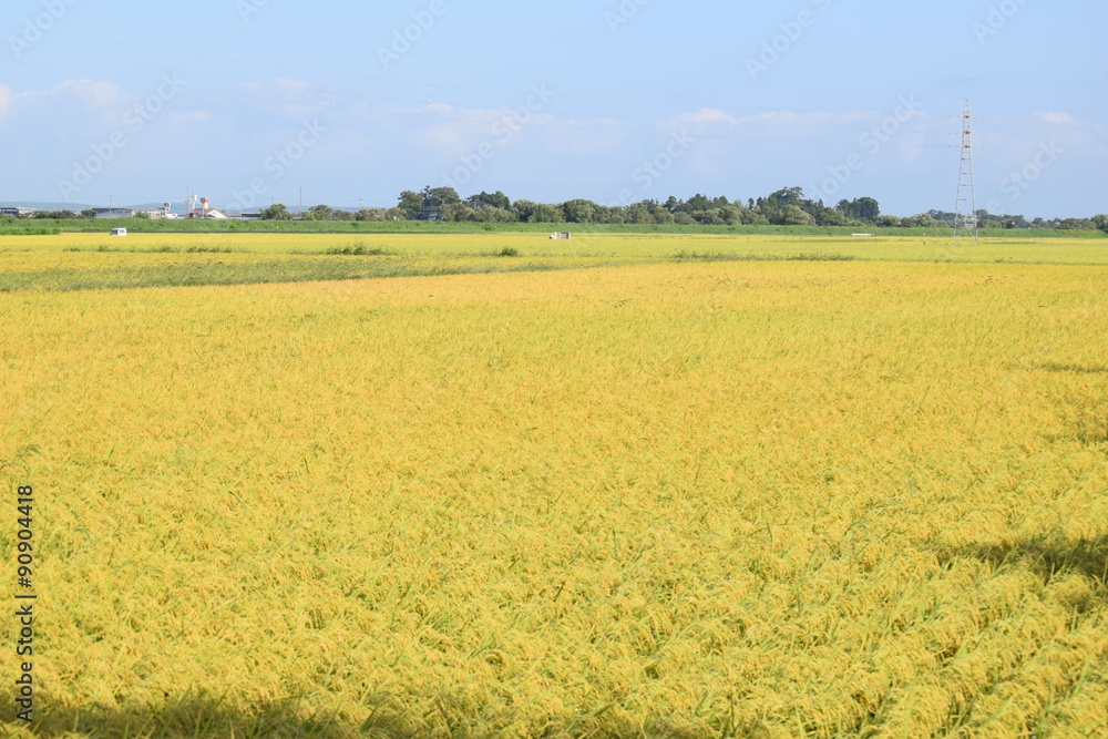 実り始めた田園風景／山形県の庄内地方で、稲が実り始めた田園風景を撮影した写真です。