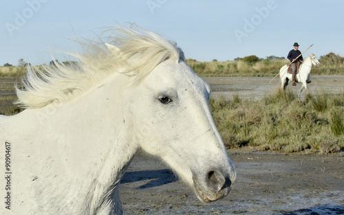 Portrait of the White Camargue Horse