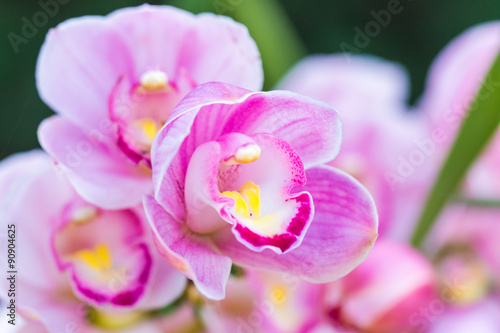 Beautiful orchid flowers.