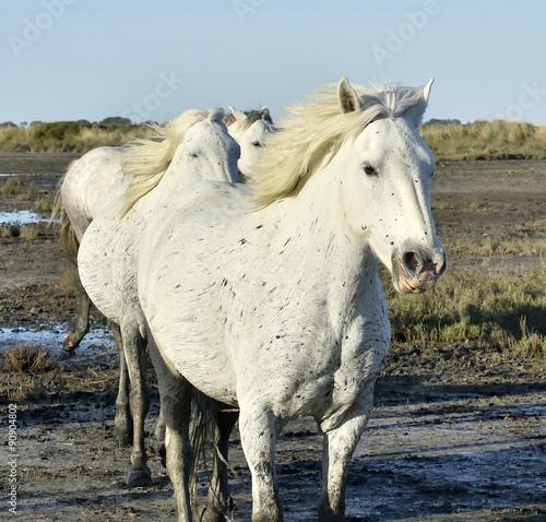 Portrait of the White Camargue Horse
