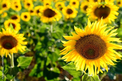 Sun flowers field in Spain