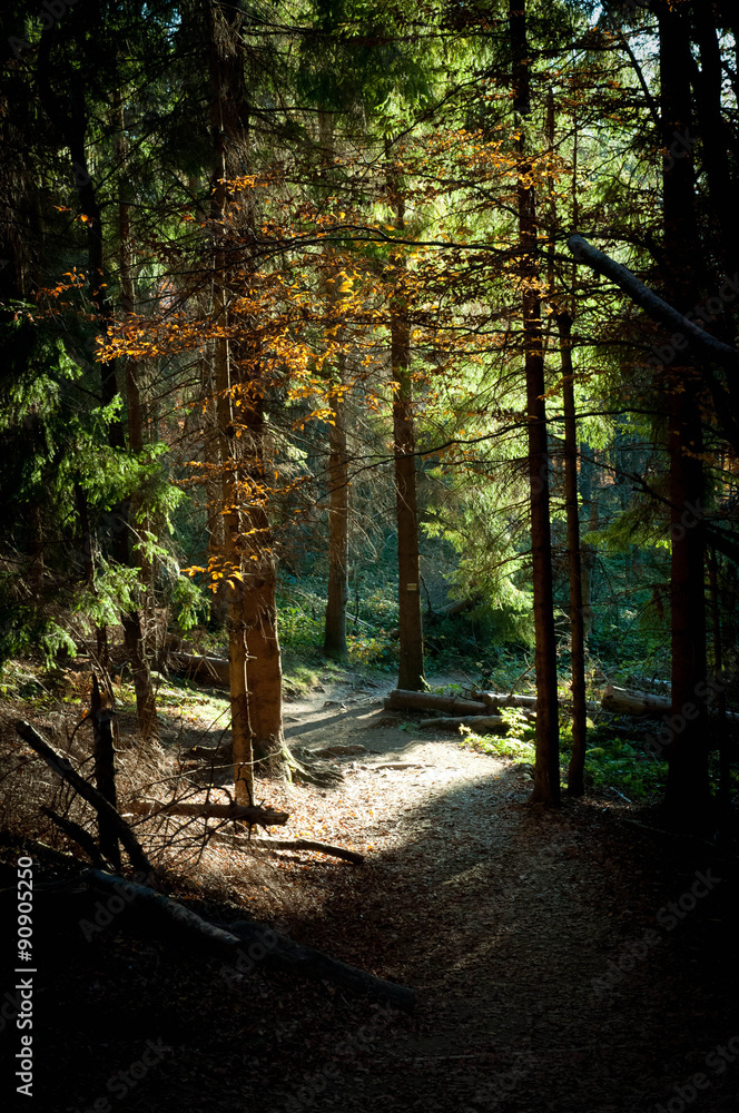 Fototapeta premium Forest path in the Bieszczady Mountains.