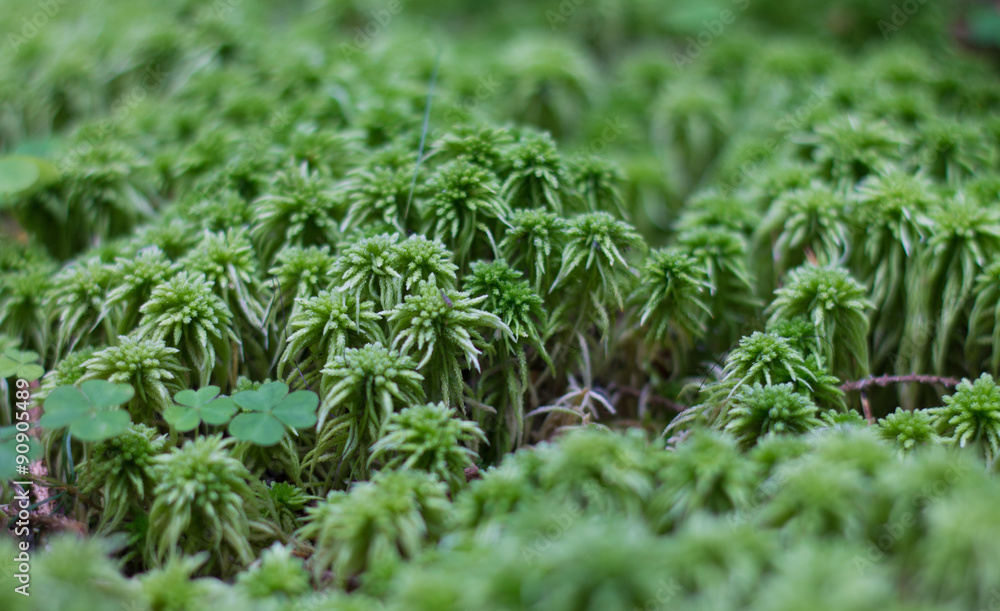 moss in the forest with blurred background