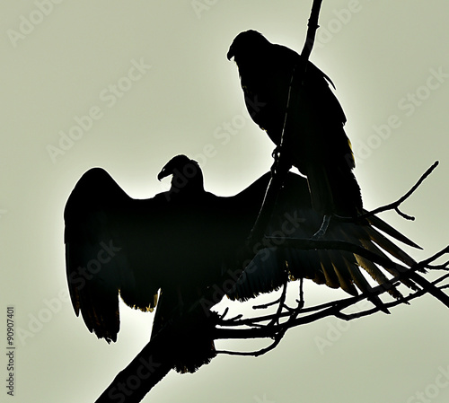 Turkey Vulture (Cathartes aura) in silhouette photo