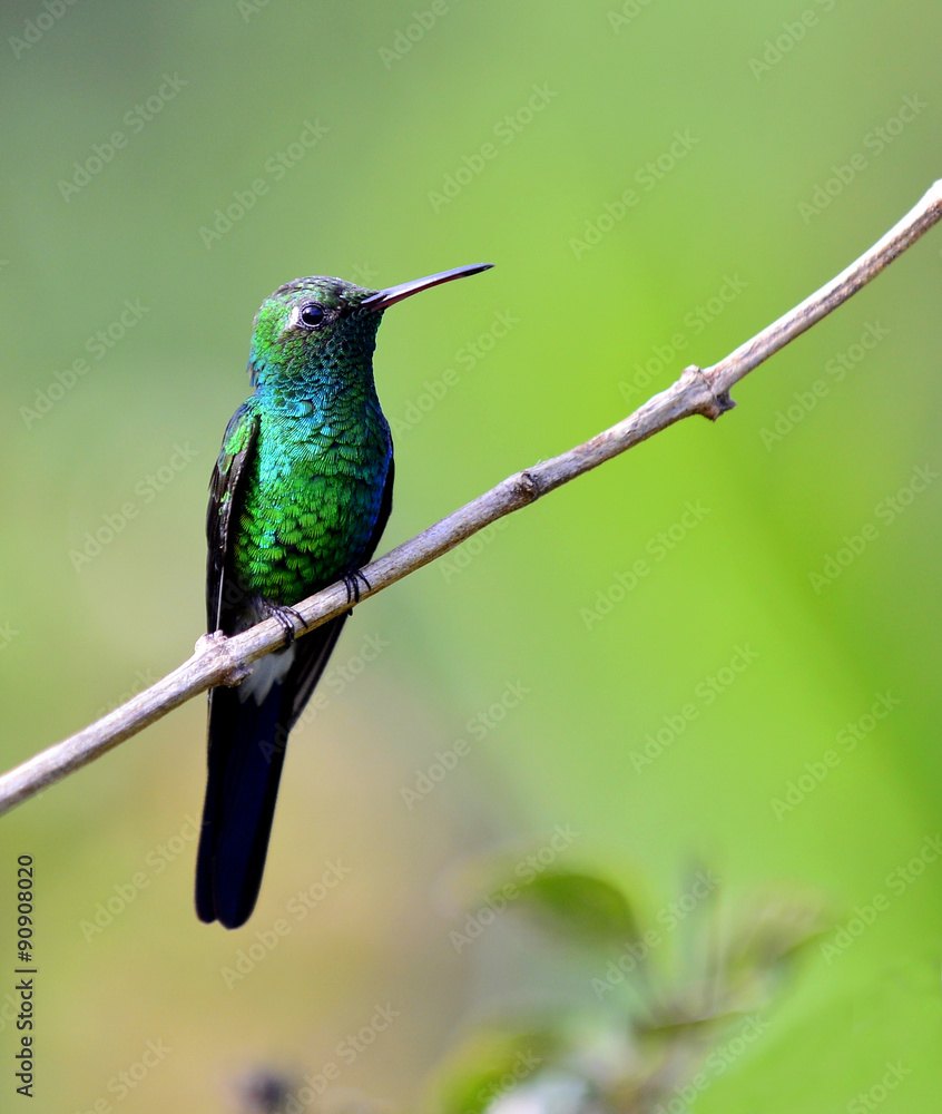 Cuban Emerald Hummingbird (Chlorostilbon ricordii) Cuban Emerald Hummingbird (Chlorostilbon ricordii)