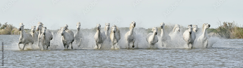 Fotografie Running White horses through water
