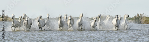Running White horses through water #90908491