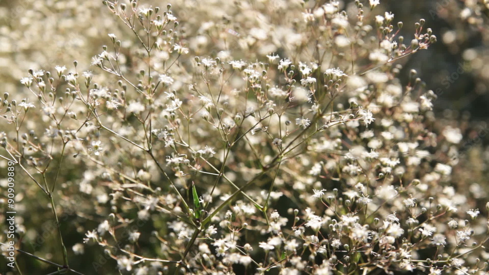 steady shot of delicate small flower in closeup with selective focus steady shot of delicate small flower in closeup with selective focus