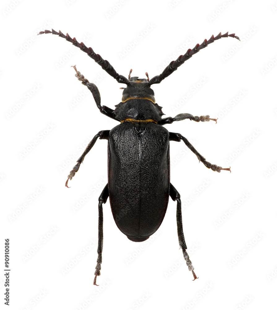 black beetle black beetle