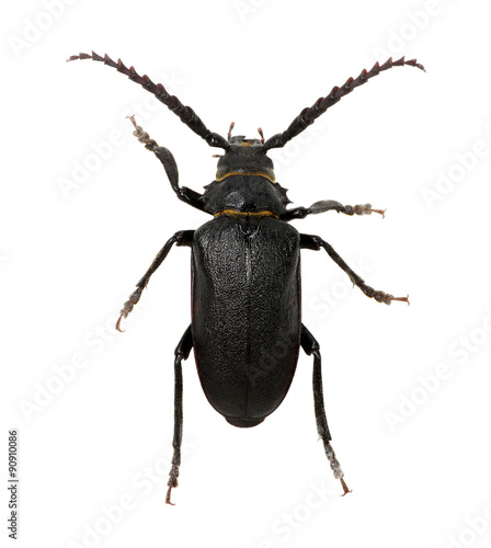 black beetle © Alekss
