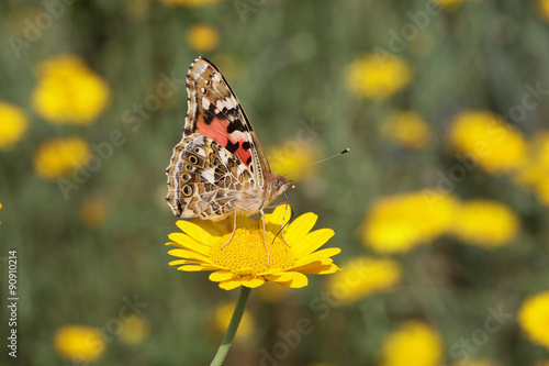 Distelfalter (Vanessa cardui)