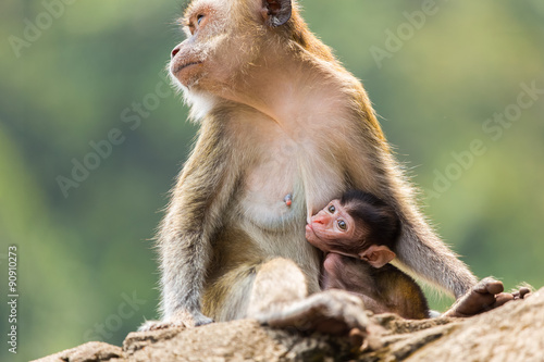 Photography monkey
