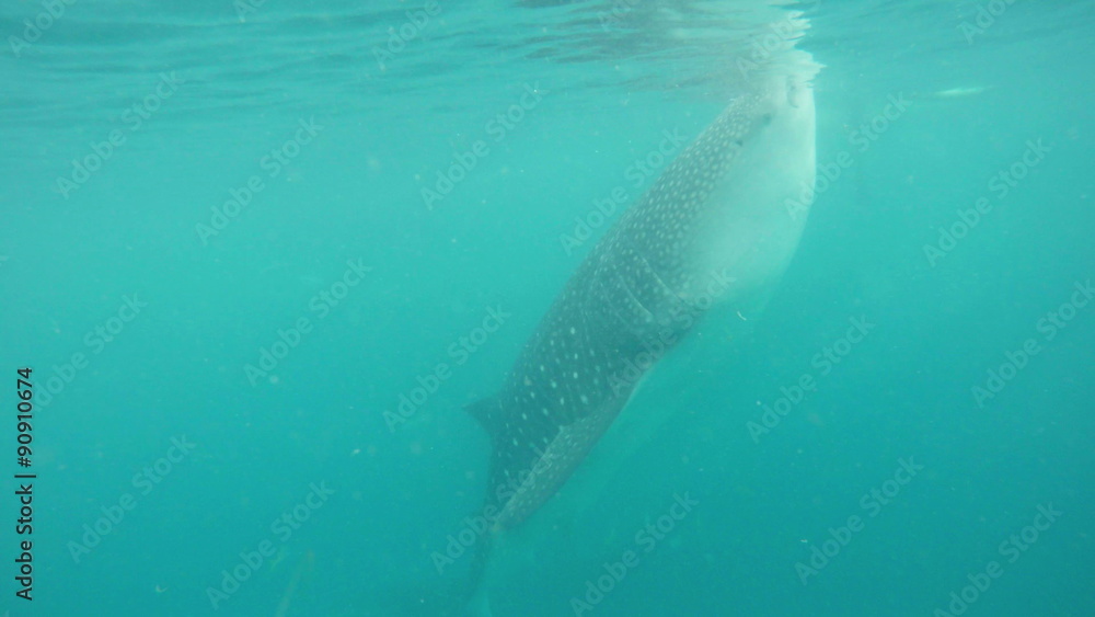 Whale shark feeding near Oslob in the Philippines Whale shark feeding near Oslob in the Philippines
