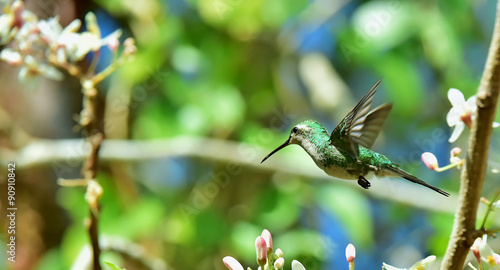 Flying Cuban Emerald Hummingbird  Chlorostilbon ricordii 