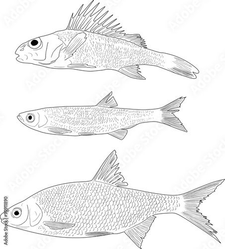 set of three freshwater fishes on white