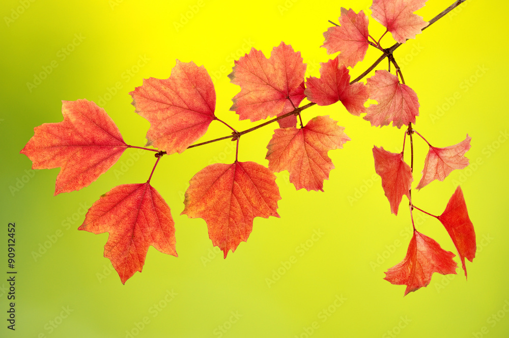 Fototapeta premium autumn leaves background