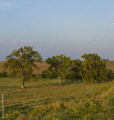 Trees in Prairie Neal Smith Wildlife Refuge