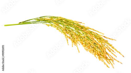 Paddy rice isolated on white background