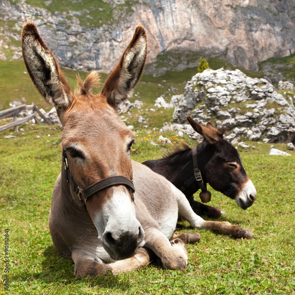 Fototapeta premium Group of Donkey on mountain in Italien Dolomites