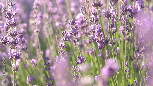 full frame steady shot of lavender bunch shiver in wind