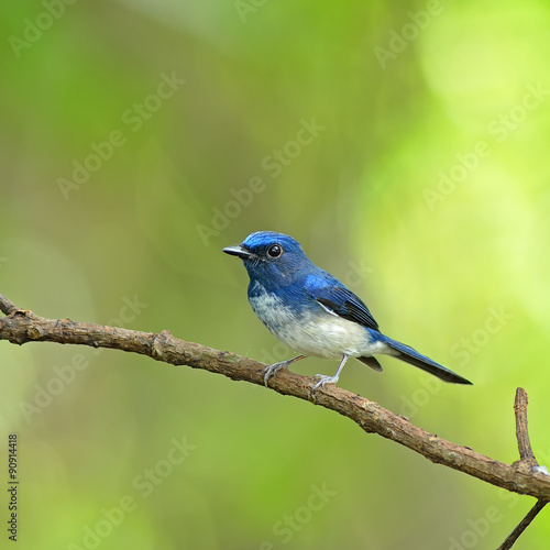 Bird (Hainan Blue Flycatcher) , Thailand