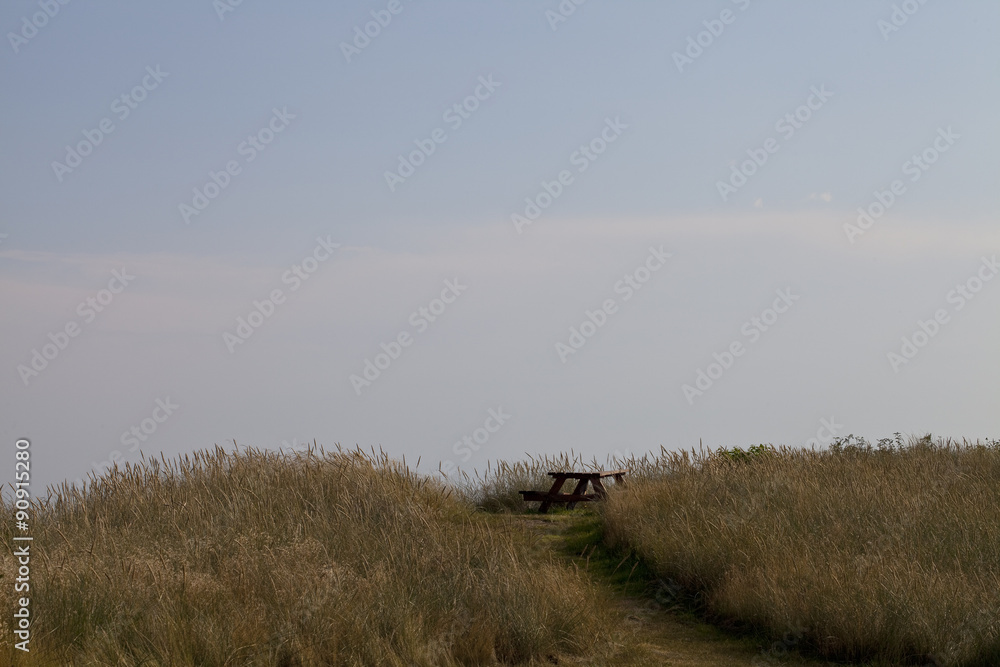 Path to the Beach. In Denmark, in summer, the dune grass is encouraged to grow wild to stabilise the dunes and therefore protect the beaches.