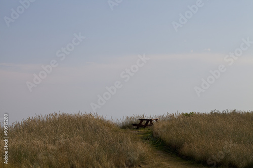 Path to the Beach. In Denmark, in summer, the dune grass is encouraged to grow wild to stabilise the dunes and therefore protect the beaches.