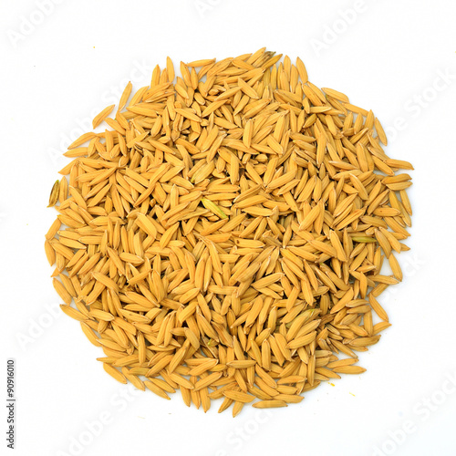 Paddy rice isolated on white background