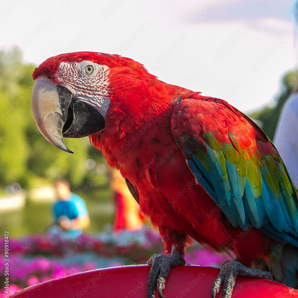 Obraz premium Exotic scarlet macaw parrot bird
