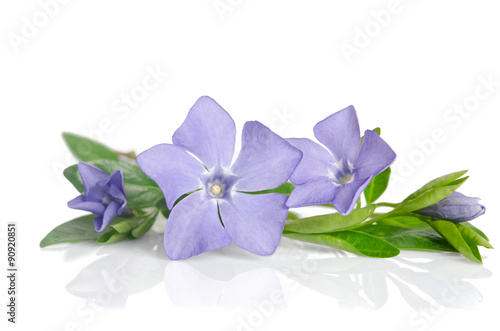 Fototapeta Beautiful blue flowers periwinkle on white background