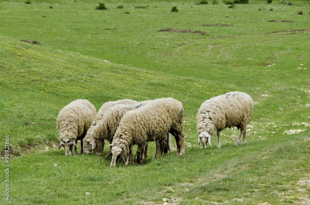 Obraz premium Several sheeps pasture in the meadow, Zavet town, Bulgaria