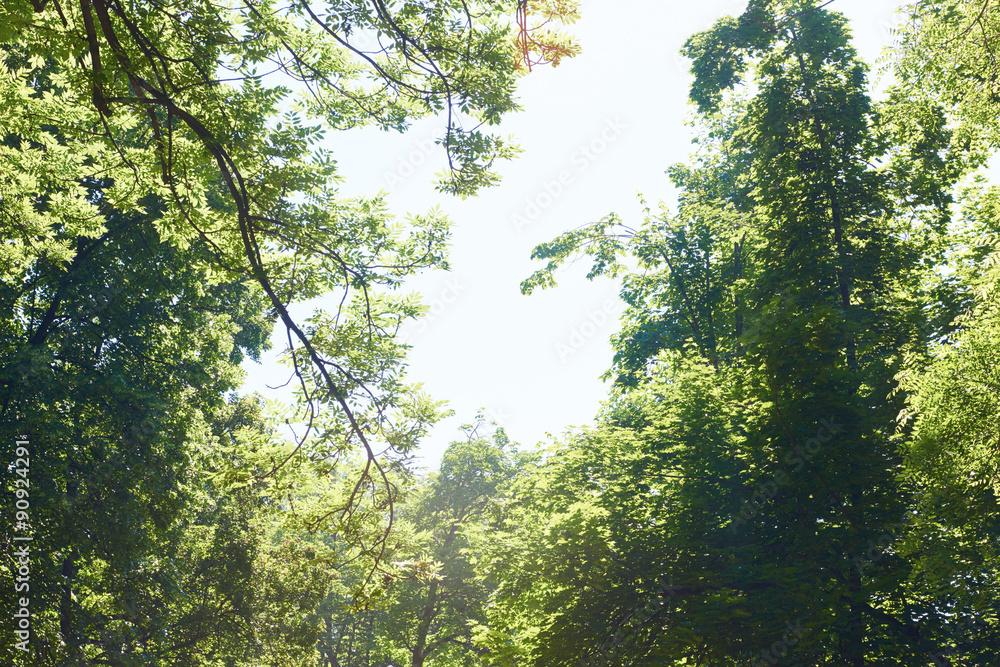 Fototapeta premium green tree brances