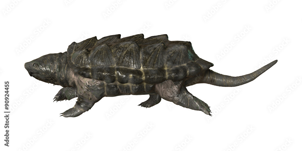 Fototapeta premium Alligator Snapping Turtle