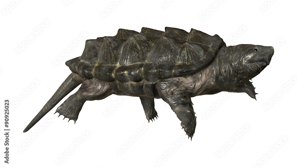 Alligator Snapping Turtle