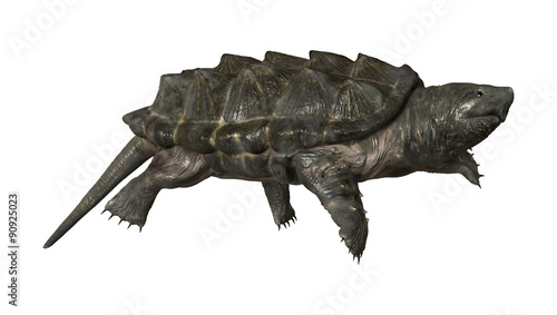 Fototapeta Naklejka Na Ścianę i Meble -  Alligator Snapping Turtle