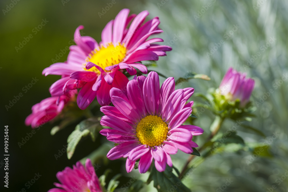 Fuchsia daisy flowers Fuchsia daisy flowers